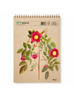 Szkicownik Róża Besler